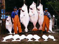 halibut1.jpg (34206 bytes)
